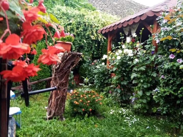 Apartamento Casa Florilor Barcut Exterior foto